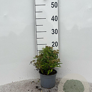 Spiraea jap. 'Albiflora' 10-15 cm C1.3