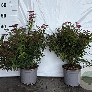 Spiraea jap. 'Anthony Waterer' 25-30 cm 2,0L