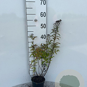 Spiraea jap. 'Dart's Red' 25-30 cm C1.3