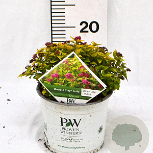 Spiraea jap. Double Play Gold 25-30 cm 3,0L