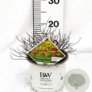 Spiraea jap. Double Play Gold 25-30 cm 3,0L