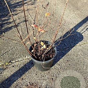 Spiraea jap. 'Firelight' 20-30 cm C1.5