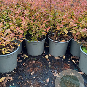 Spiraea jap. 'Firelight' 20-30 cm 2,0L