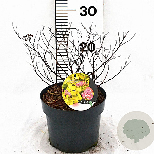 Spiraea jap. 'Firelight' 30-40 cm 3,0L