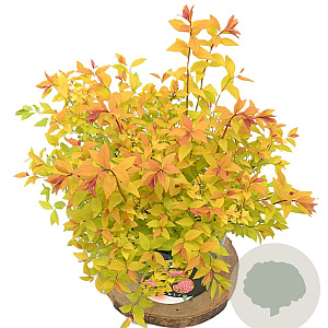 Spiraea jap. 'Firelight' 30-40 cm 3,0L