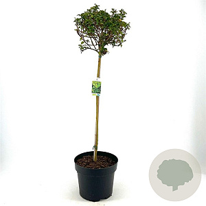 Ilex meserv. Little Rascal 80 cm stam 10L bol