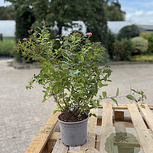 Spiraea jap. 'Froebelii' 40-60 cm 2,0L