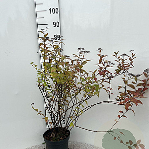 Spiraea jap. 'Froebelii' 60-80 cm 5,0L