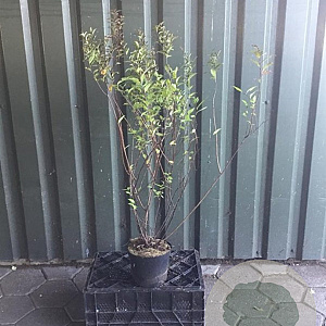 Spiraea jap. 'Froebelii' 80-100 cm 5,0L
