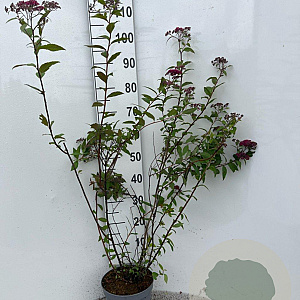 Spiraea jap. 'Froebelii' 80-100 cm 5,0L