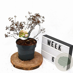 Spiraea jap. 'Genpei' 30-40 cm 3,0L