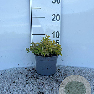 Spiraea jap. 'Golden Princess' plantgoed C1.3