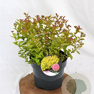 Spiraea jap. 'Goldflame' 30-40 cm 3,0L