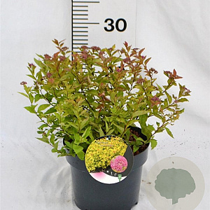 Spiraea jap. 'Goldflame' 30-40 cm 3,0L