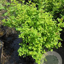 Spiraea jap. 'Little Princess' 25-30 cm 3,0L