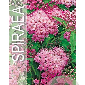 Spiraea jap. 'Little Princess' 25-30 cm 3,0L