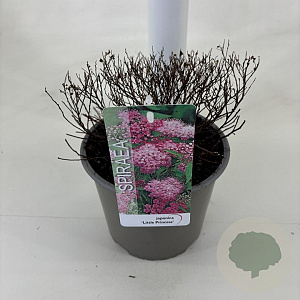 Spiraea jap. 'Little Princess' 25-30 cm 3,0L