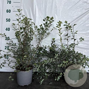 Spiraea vanhouttei 30-50 cm 2,0L