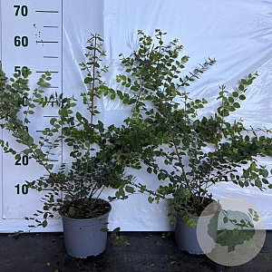 Symphoricarpos ch. 'Hancock' 40-60 cm 2,0L