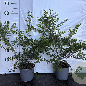 Symphoricarpos ch. 'Hancock' 40-60 cm 2,0L