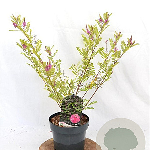 Indigofera heterantha 30-40 cm 3,0L