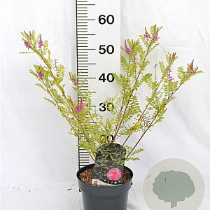 Indigofera heterantha 30-40 cm 3,0L