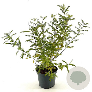Indigofera heterantha 40-50 cm 3,0L