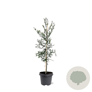 Taxodium distichum 80-100 cm 5,0L