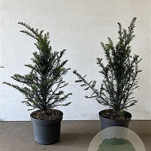 Taxus baccata 60-80 cm 7,5L