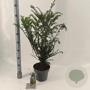 Taxus baccata 70-80 cm 5,0L