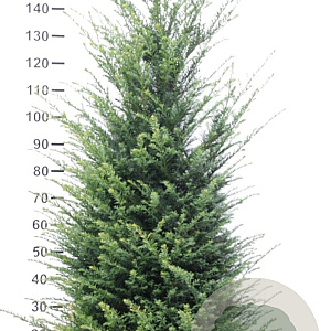Taxus baccata 160-180 cm met kluit extra