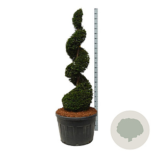Taxus baccata 175-200 cm cont. 180L spiraal