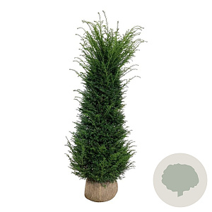 Taxus baccata 180-200 cm met kluit extra