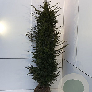 Taxus baccata 200-225 cm met kluit