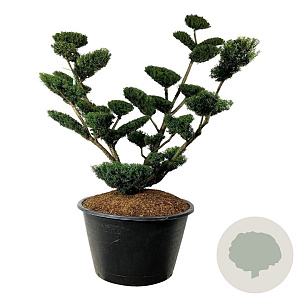 Taxus media 'Farmen' 175-200 cm cont. 500L bonsai