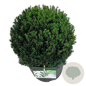 Taxus media 'Groenland' 30-35 cm 10L bol