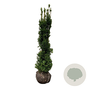 Taxus media 'Viridis' 160-180 cm met kluit extra