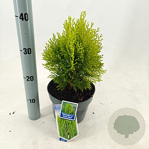 Thuja occ. 'Aurea Nana' 30-35 cm 3,0L