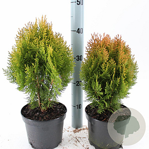 Thuja occ. 'Aurea Nana' 30-35 cm 3,0L