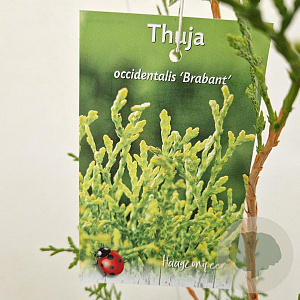 Thuja occ. 'Brabant' 100-125 cm 3,0L