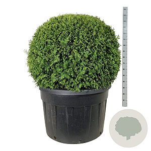 Thuja occ. 'Brabant' 100-125 cm cont. 230L bol