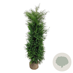 Thuja occ. 'Brabant' 180-200 cm met kluit extra