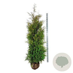 Thuja occ. 'Brabant' 200-225 cm met kluit extra