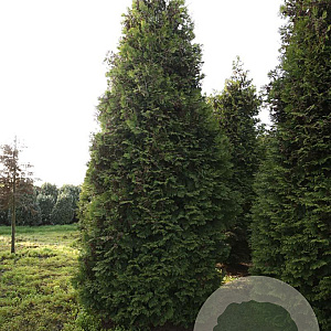 Thuja occ. 'Brabant' 450-500 cm draadkluit solitair