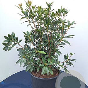 Kalmia lat. 'Black Label' 60-80 cm 20L