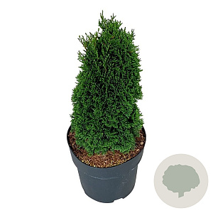 Thuja occ. 'Maks' 25-30 cm