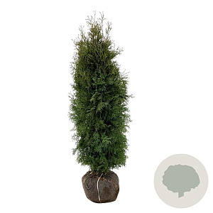 Thuja occ. 'Pyramidalis Compacta' 140-160 cm met kluit extra