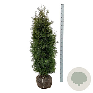 Thuja occ. 'Pyramidalis Compacta' 140-160 cm met kluit extra