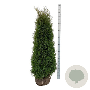 Thuja occ. 'Pyramidalis Compacta' 160-180 cm met kluit extra