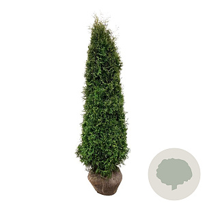 Thuja occ. 'Pyramidalis Compacta' 200-225 cm met kluit extra